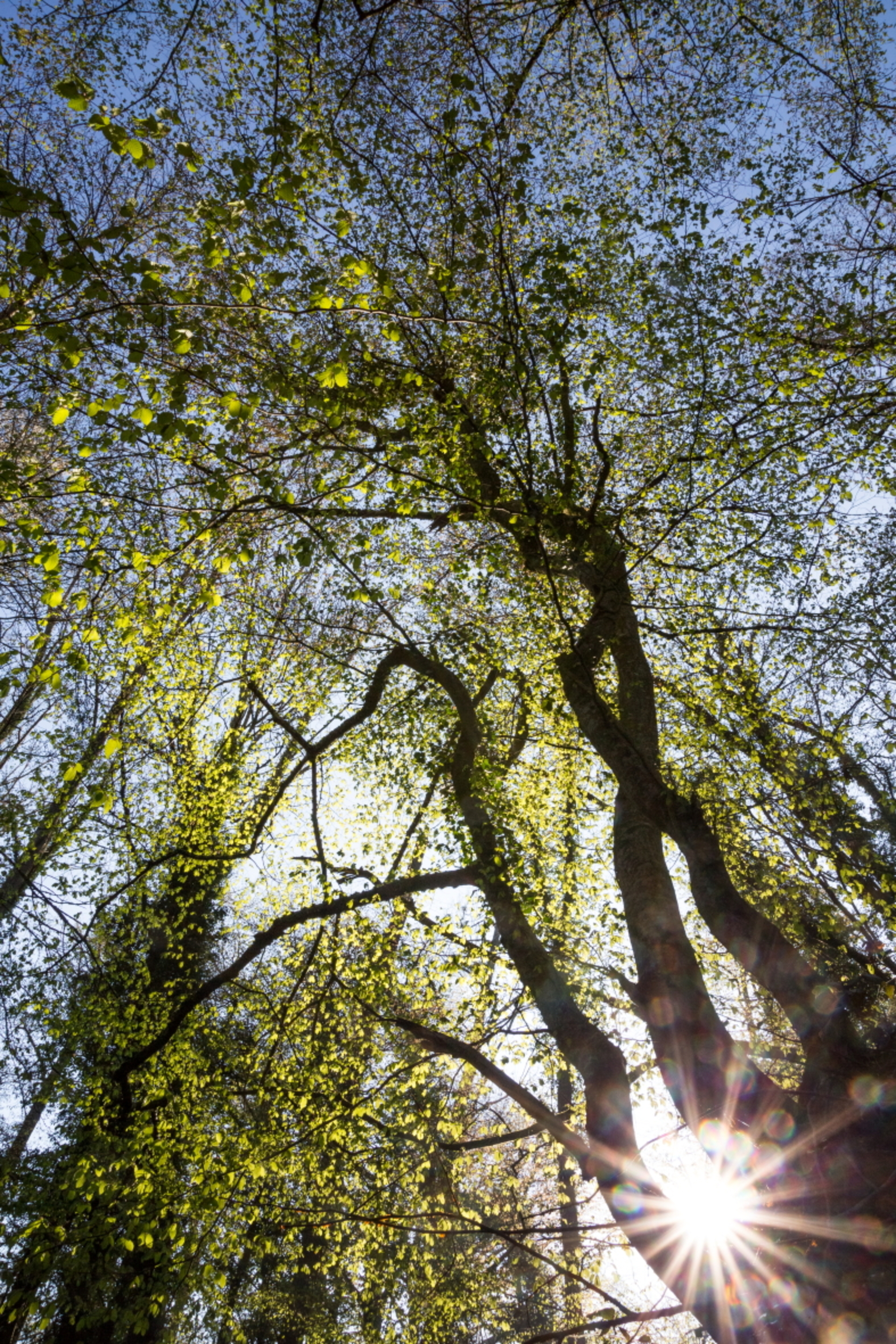 RDV de l'Office de Tourisme - Découvertes des patrimoines : Contes et légendes au Bois de Taravas à Moissieu-sur-Dolon