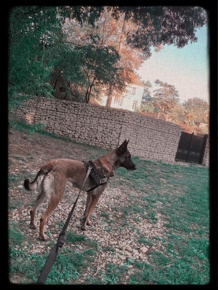 Canicross sur le Sentier de la Baïse