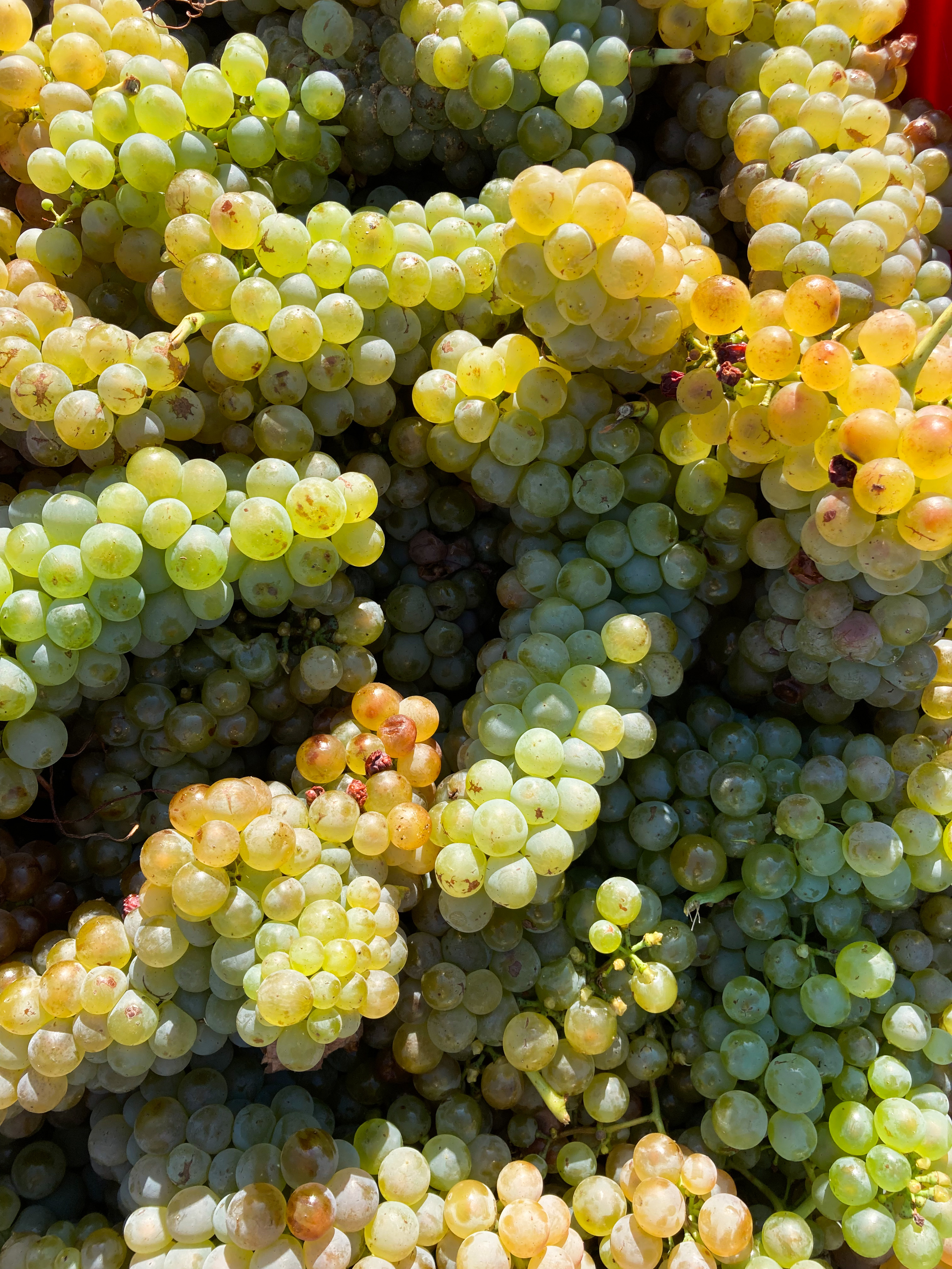 Domaine GRENIER François_Champagne