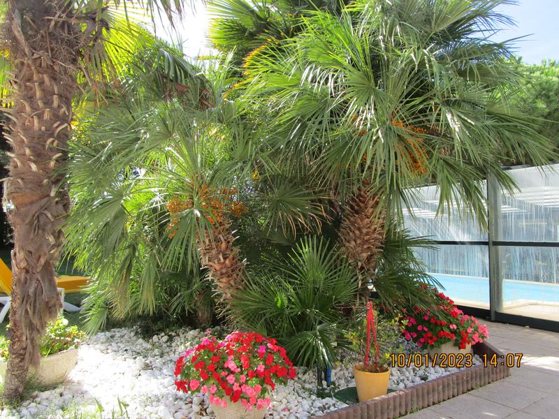 Jardin grands palmiers