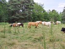 Balades / randonnées à cheval et poneys