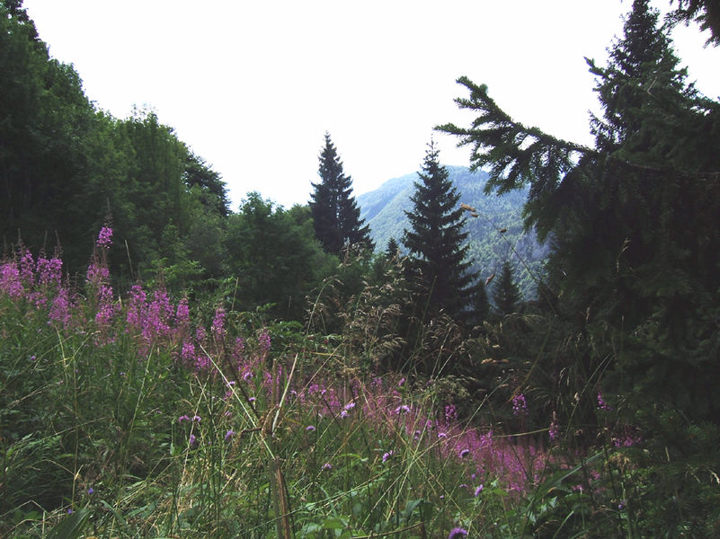 chamin du Crêt de Chalam