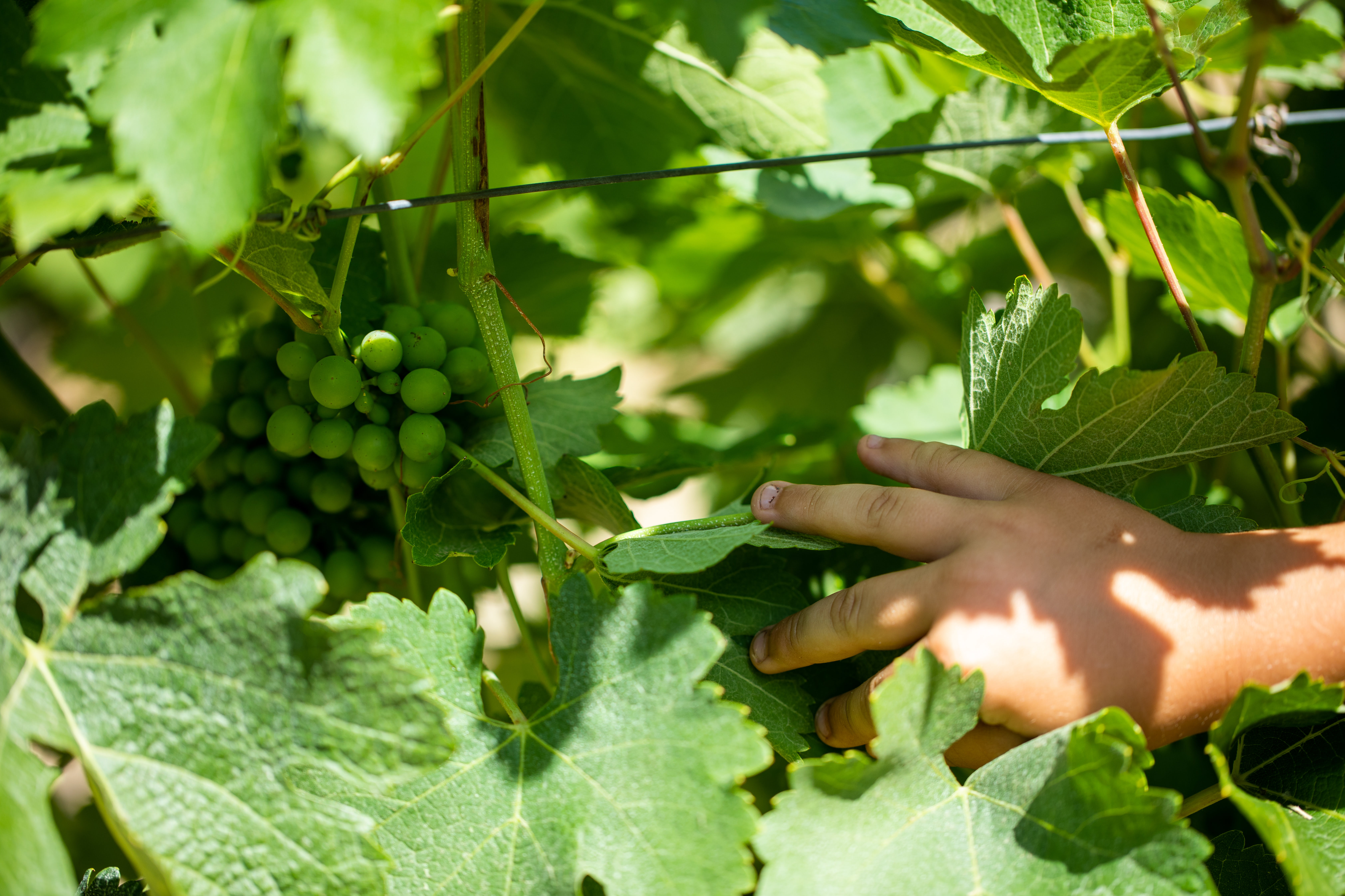 Domaine du Collet Vert