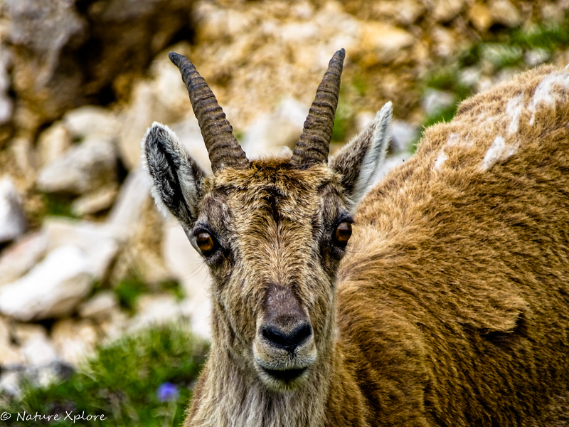 Nature Xplore CHÂTEAUROUX-LES-ALPES