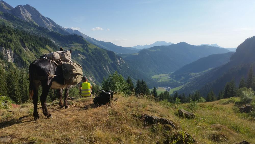 Accompanied walk with a donkey, pony or llama, with Les Galopins