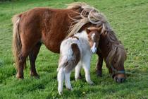 Stages jeux à poneys et balade_Margerie-Chantagret