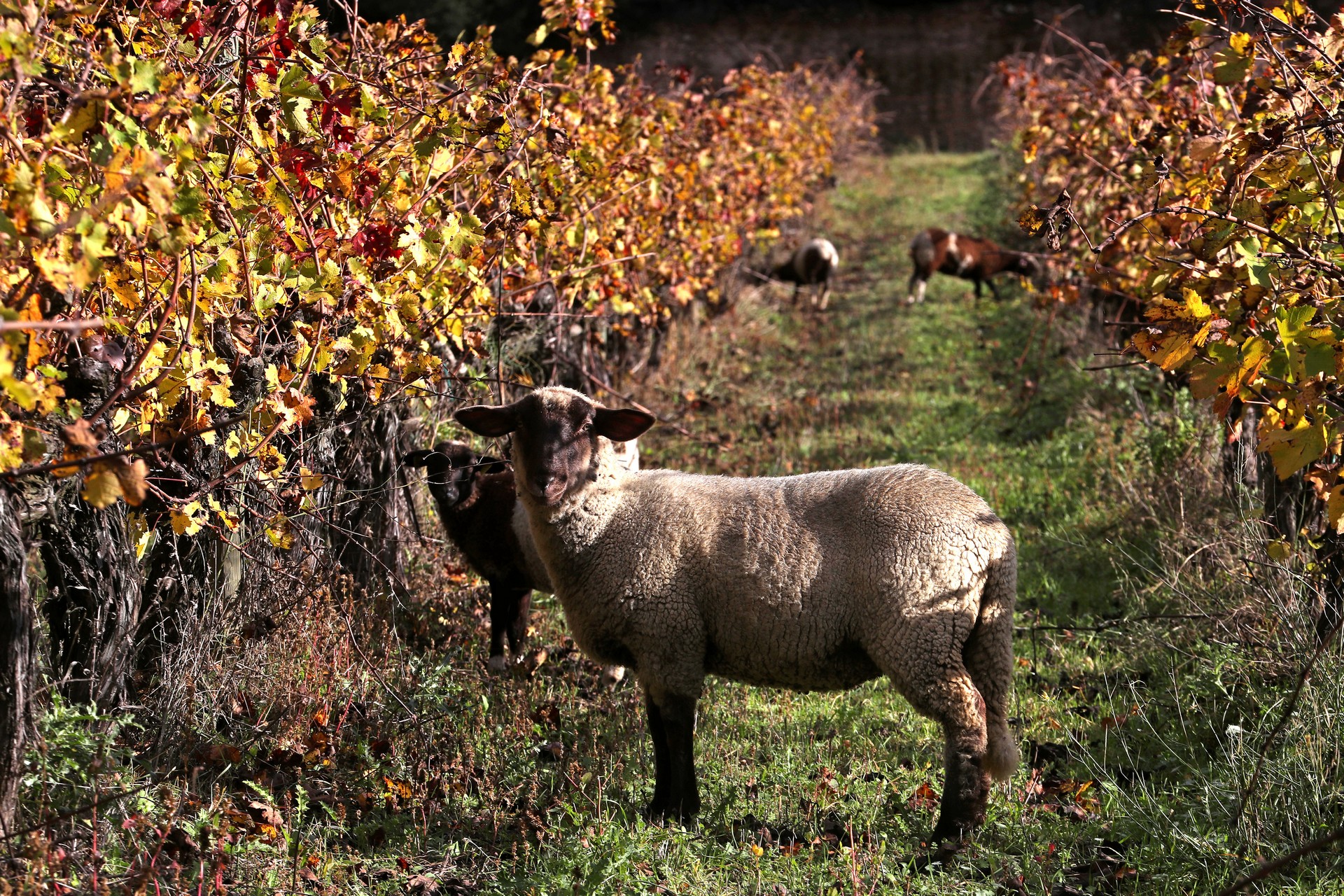 Domaine Dalmeran - photo 4