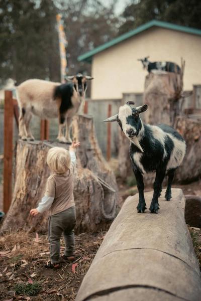 La Ferme vagabonde_Courtes