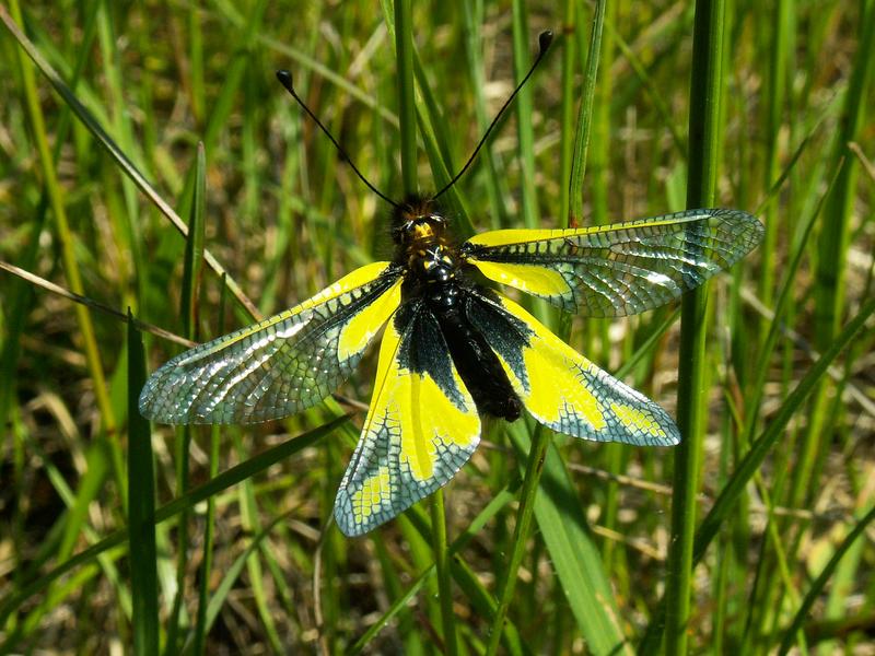 Insecte présent dans la réserve