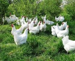 producteur volailles de Bresse  proche du camping