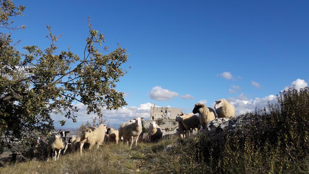 Eco pâturage - Mouton à Crussol