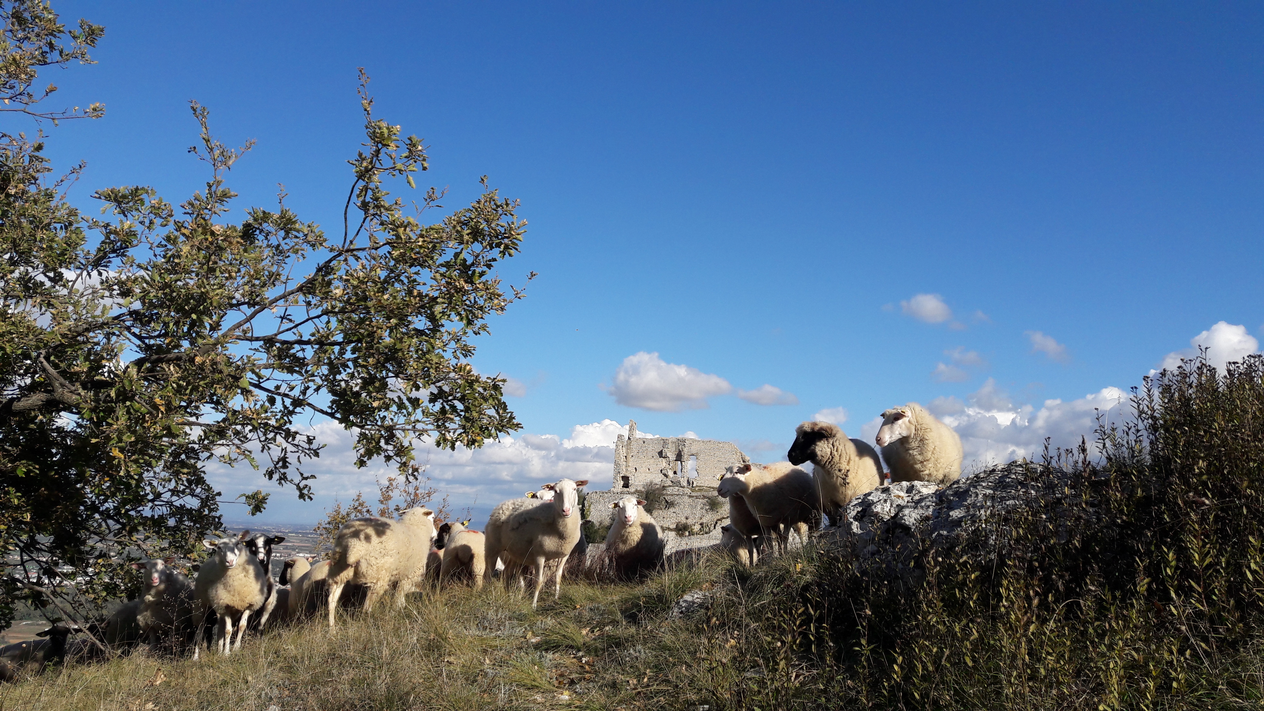 Balades découverte de la nature "Agriculture et biodiversité"