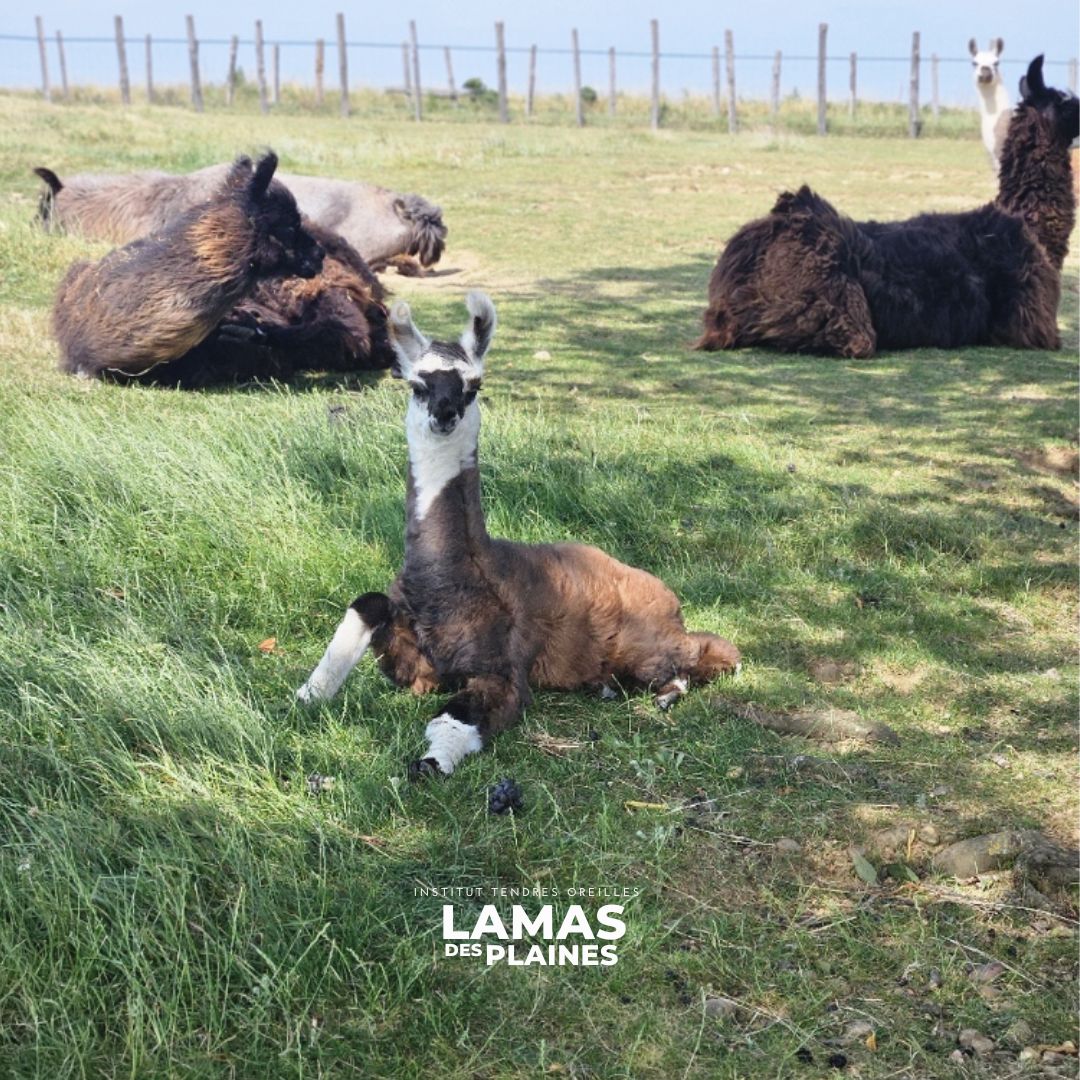 lamas