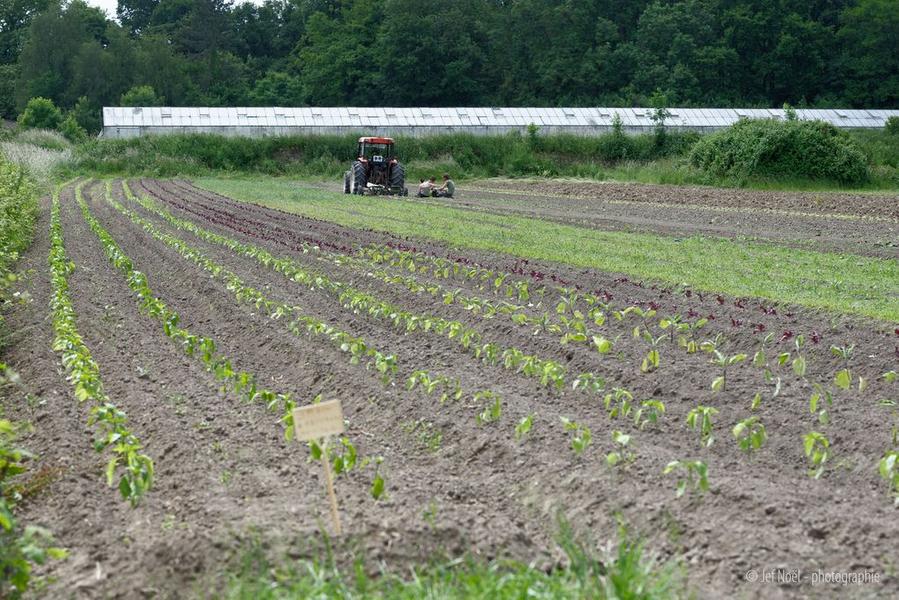 Visite et dégustation à la Ferme des potagers de Marcoussis_Marcoussis