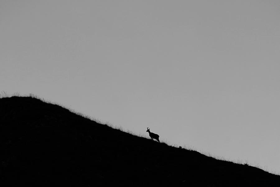 Exposition “Chemins croisés” - Gaspard Buttin - Festival Du Film Nature_Saint-Gervais-les-Bains