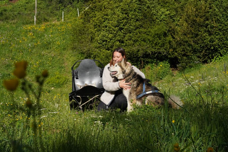 Une balade en traineau à chiens en pleine nature en Vercors Drôme. Un moment unique !