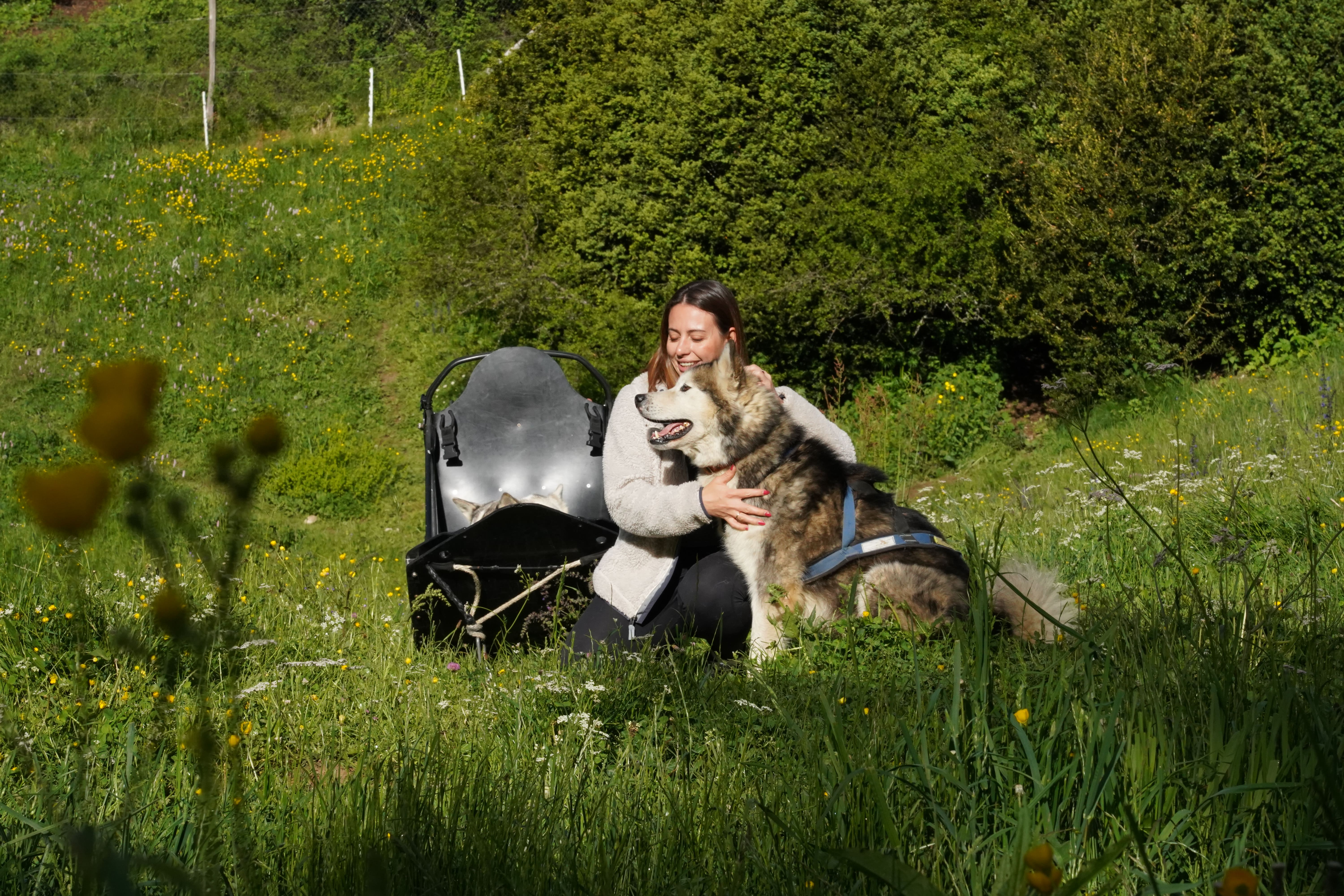 Une balade en traineau à chiens  en pleine nature en Vercors Drôme. Un moment unique !