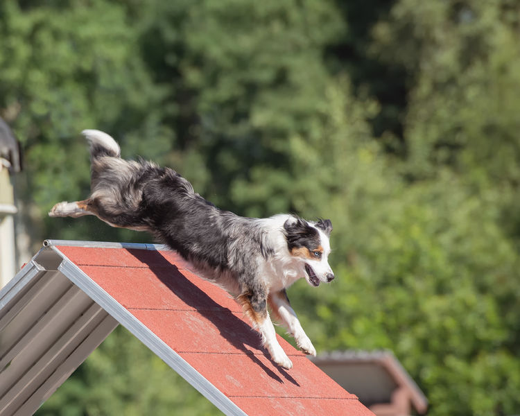 Agility club des carrières noires