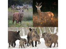 La semaine des mal-aimés : Les Ongulés_Chambéon