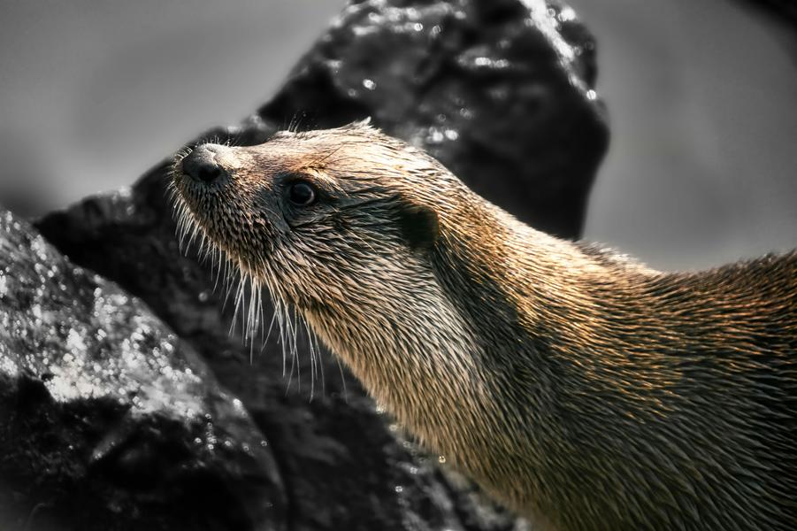 Chasse au trésor " loutre " - COMPLÈTE- Animation Nature