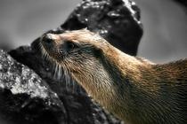 Chasse au trésor " loutre " - COMPLÈTE- Animation Nature