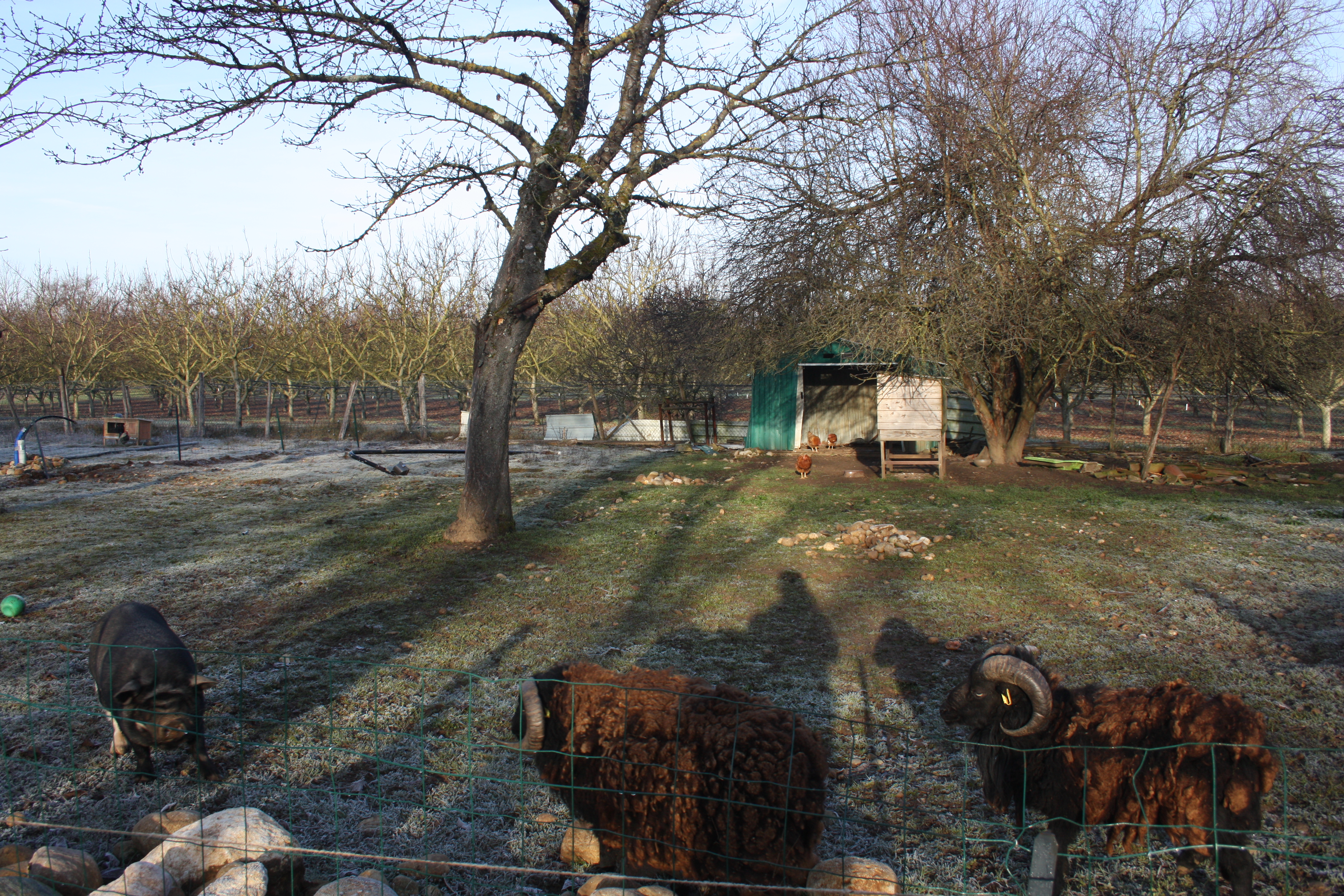 parc animaux