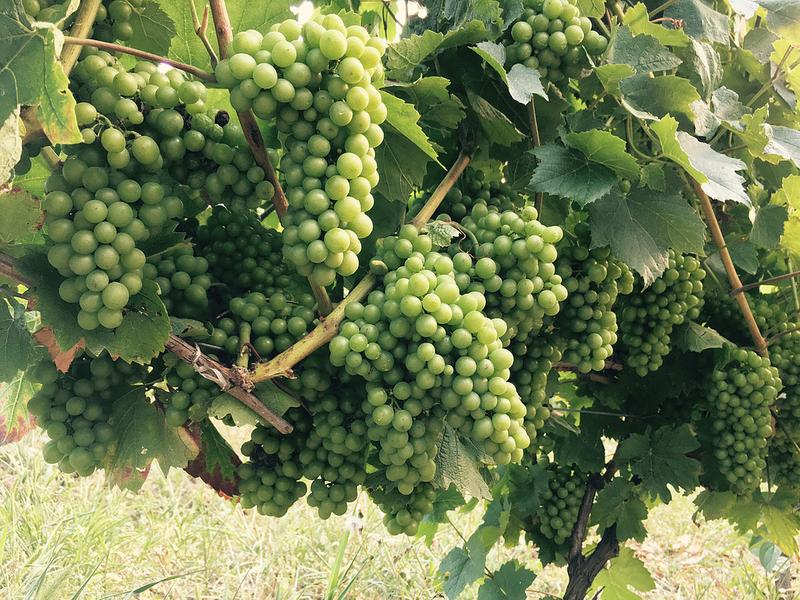 Domaine de la Dentelle_St Martin du Mont