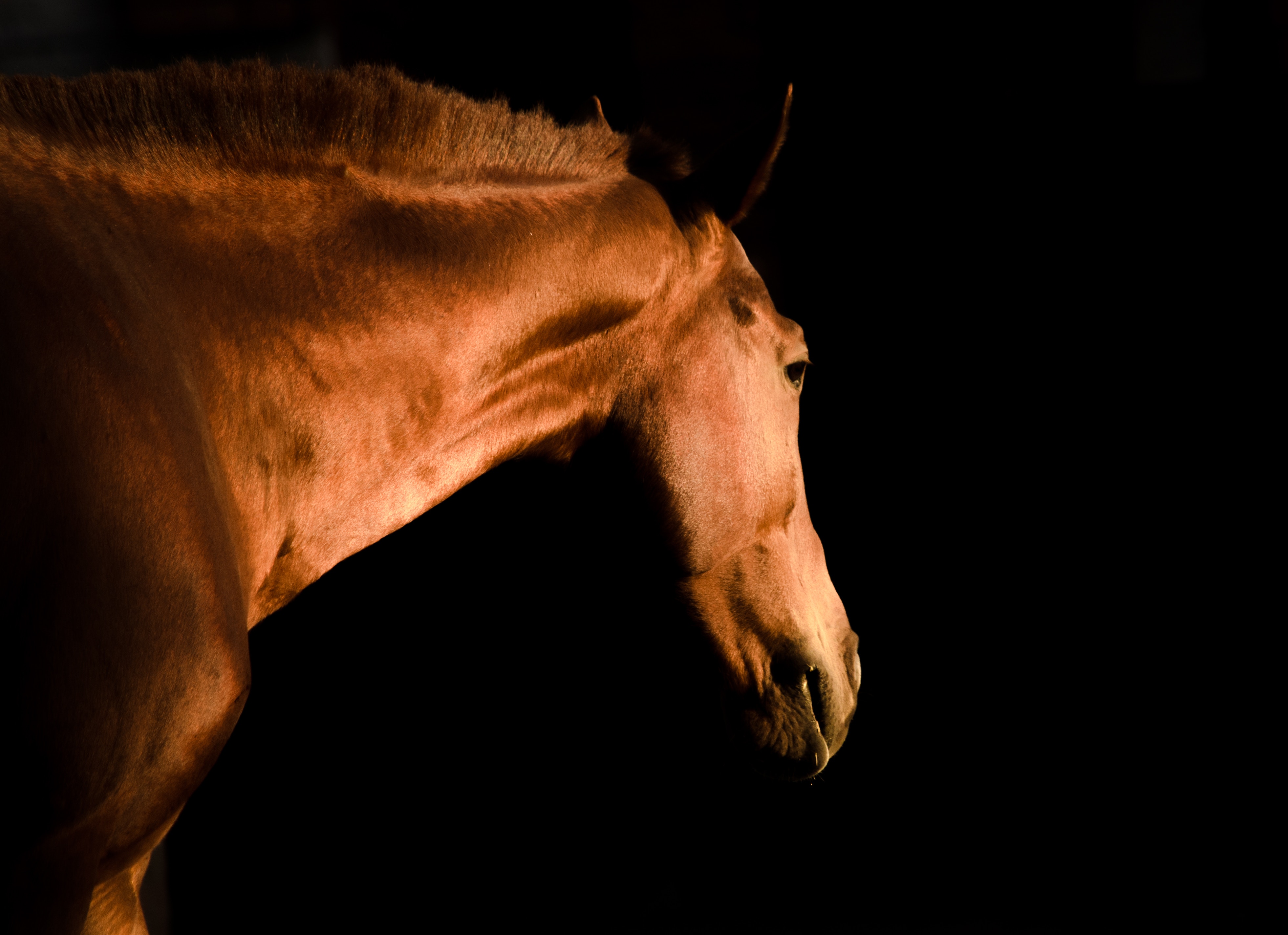 Sport in the Mediterranean Porte des Maures - horse riding