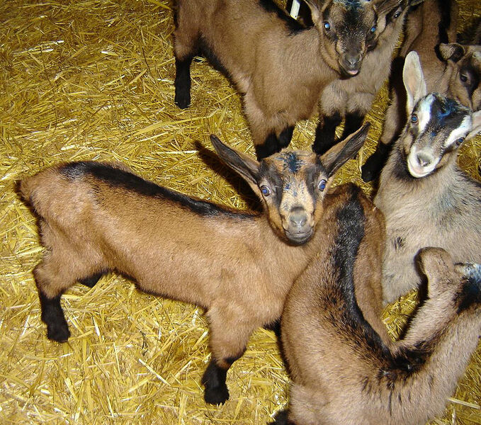 Chevriers d'Echazeaux