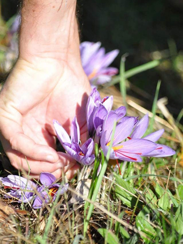 Terra T'Air - Safran de Provence