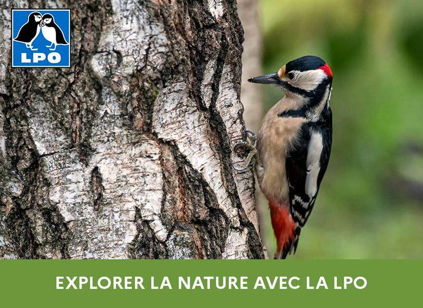 Sorties natures de la LPO : Oiseaux des jardins_Vence