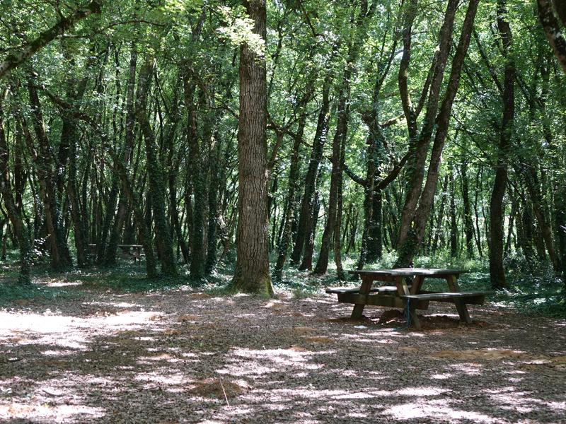 Table de pique-nique dans la fôret