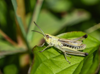 Atelier créatif au jardin pédagogique