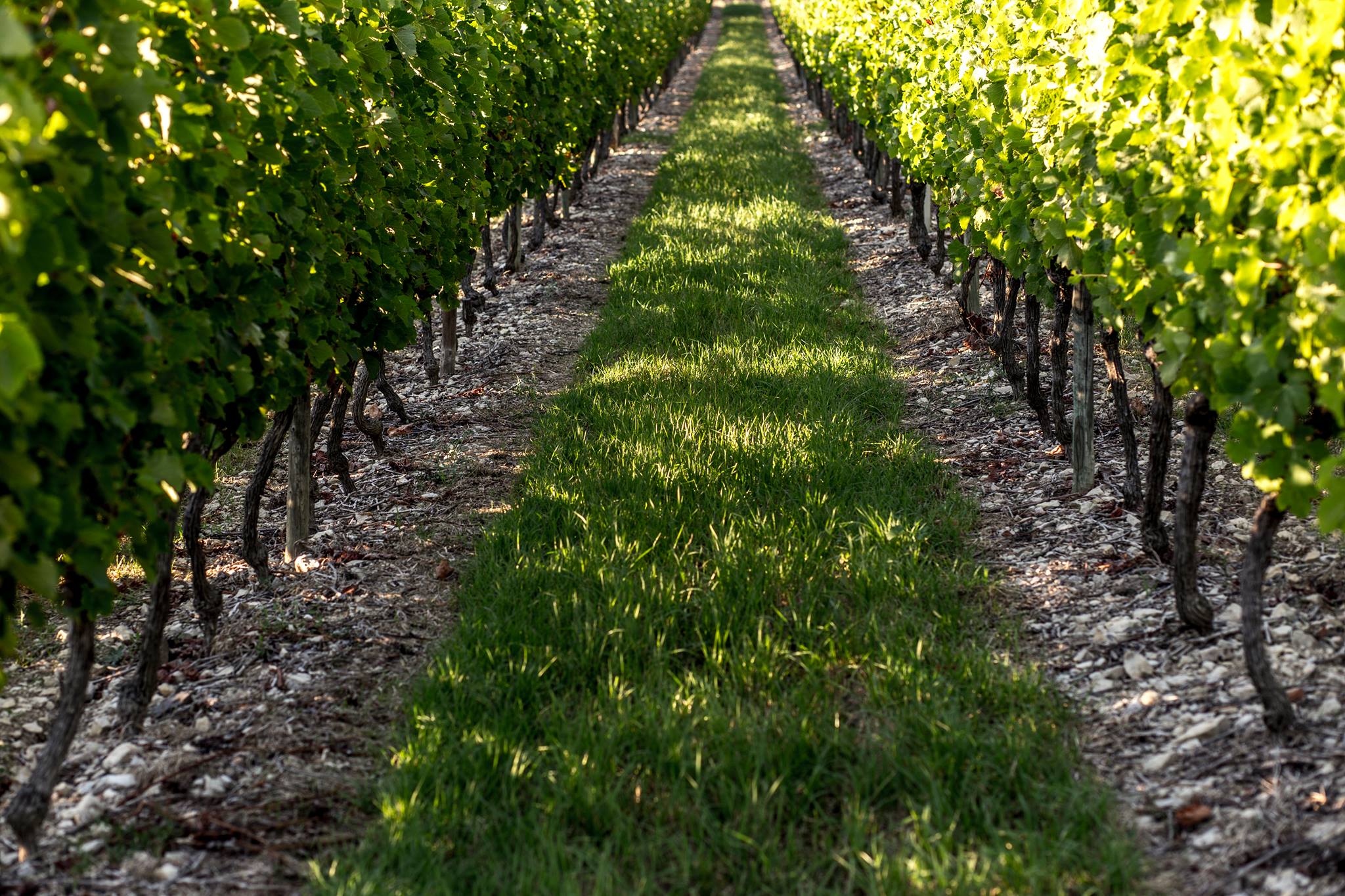 Vignes Alba 2©Caveau des vignerons Alba