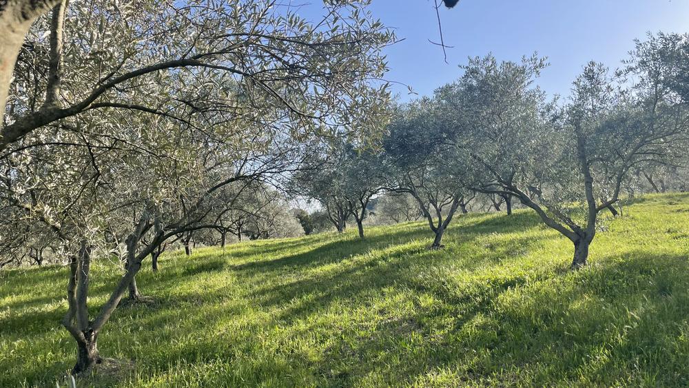Domaine des Gorges - Huile d'Olive et Oléiculture