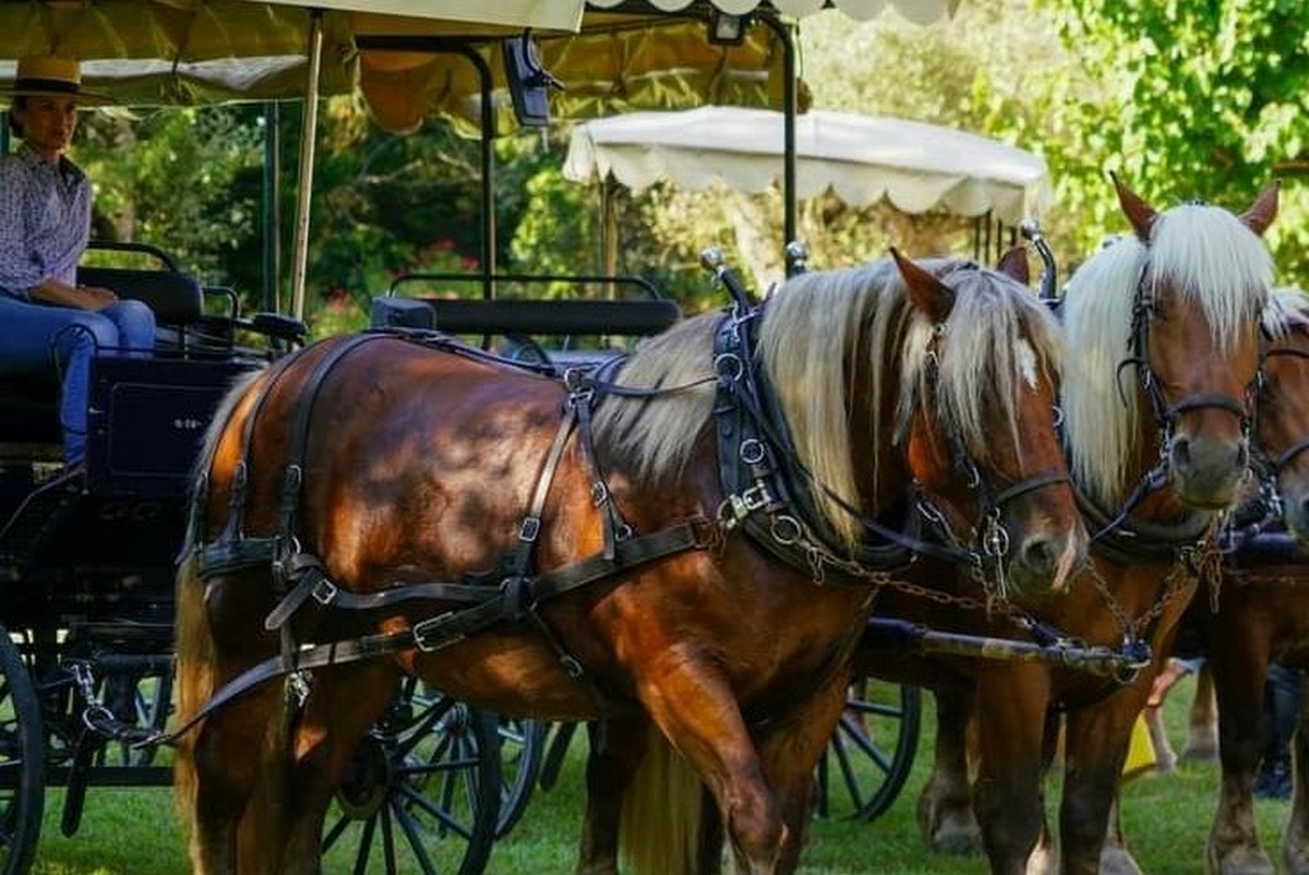 Attelage Evasion - photo 2