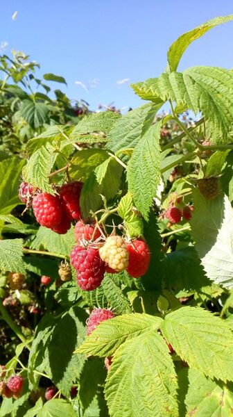Framboises