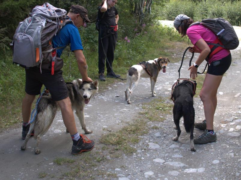 Cani-randonnée avec Husky Adventure à Aussois