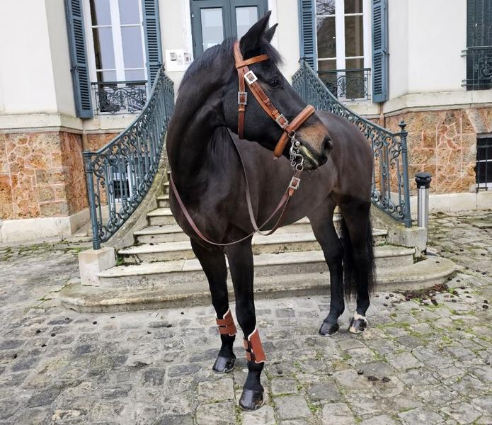 Cercle Équestre de Saint Aubin (CESAB)