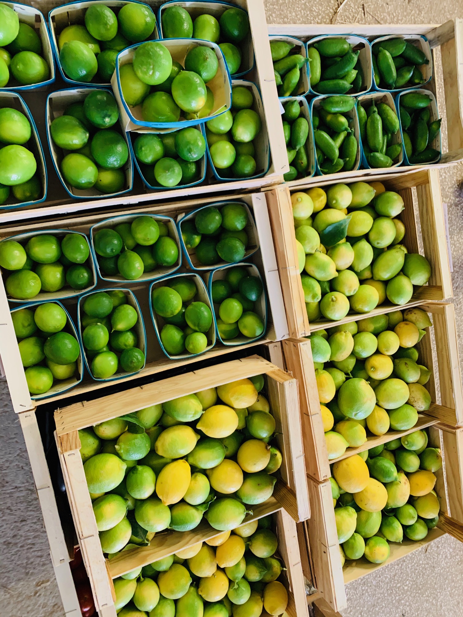 La Spiruline des Oliviers (EARL La Perdrerie) - photo 4