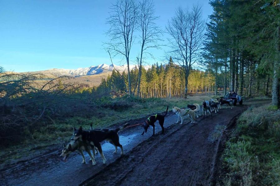 Chien de traineau des volcans