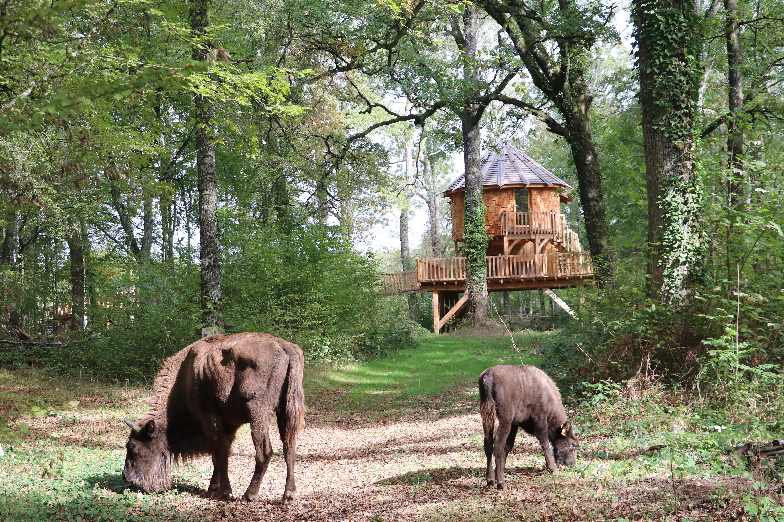 Les Cabanes du Domaine des Feuilles