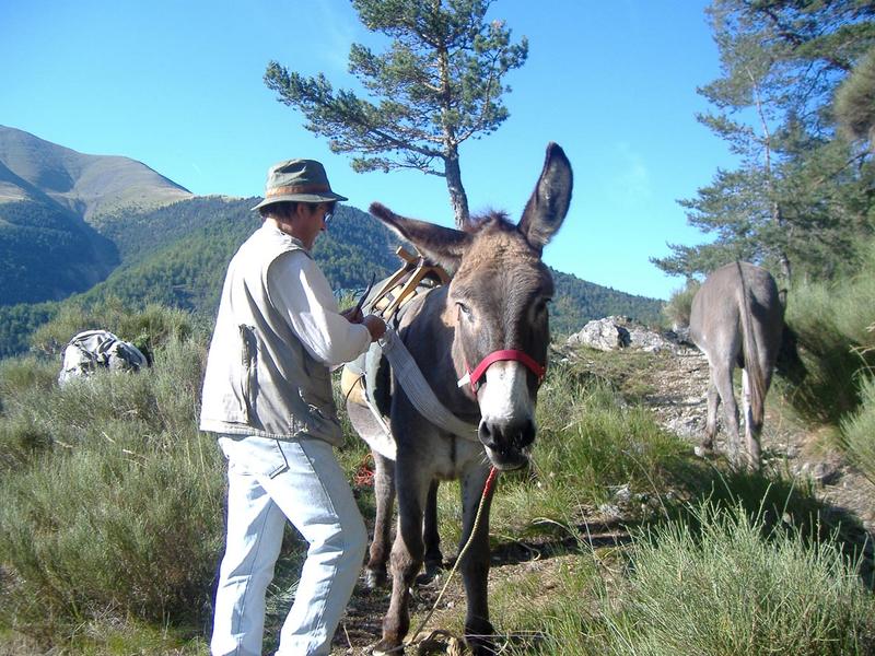 Avril en Famille: Randonnée à dos d'ânes_Cavalaire-sur-Mer