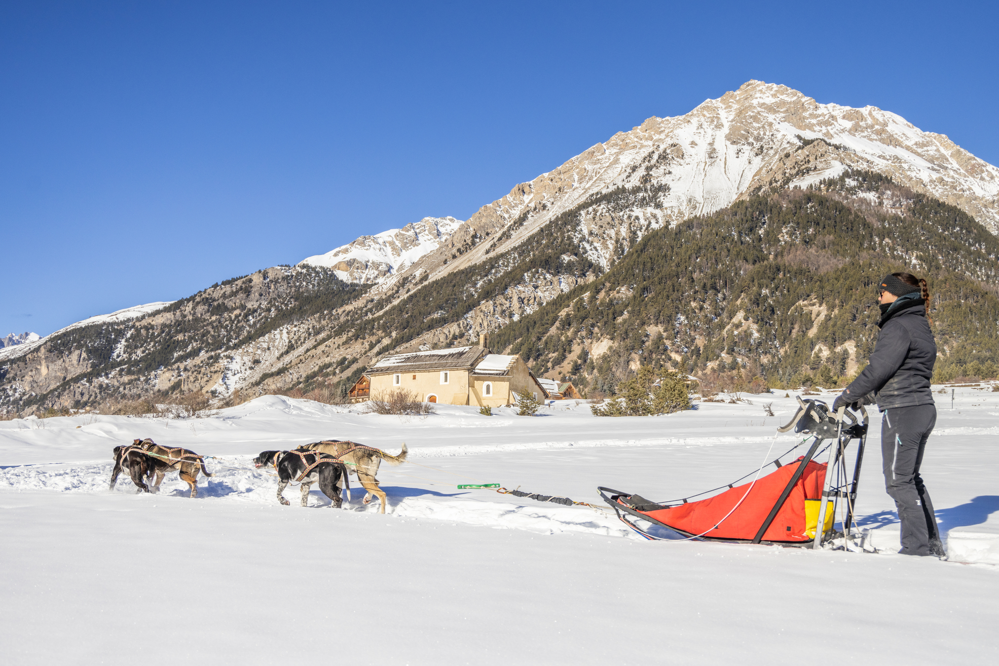 COnduite attelage traineau à chiens - Nevache