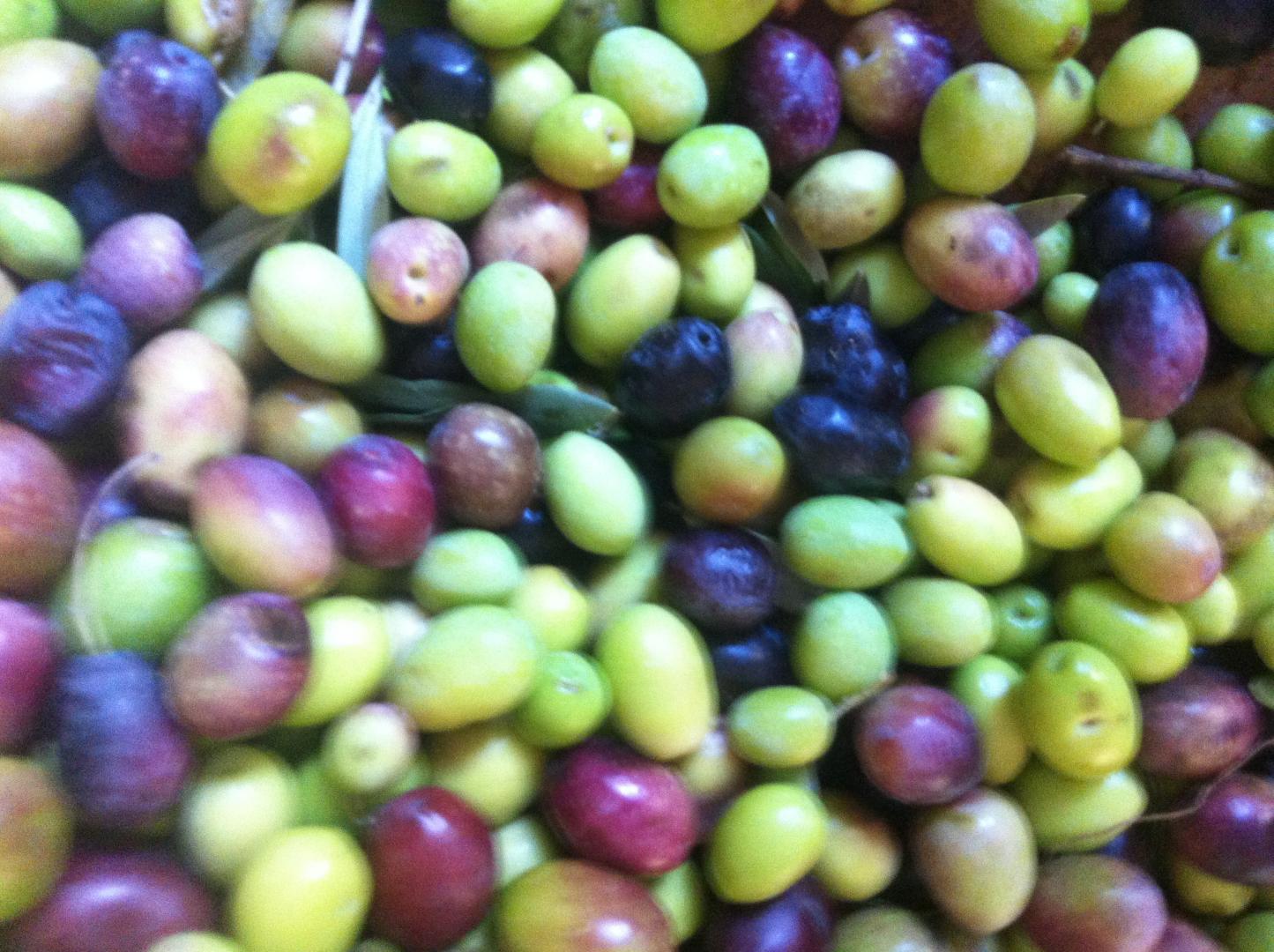 La Feuillère, Saint-Antonin-sur-Bayon - photo 45