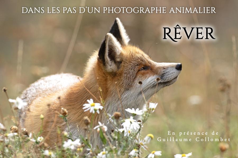 Image Projection_Photo Guillaume Collombet
