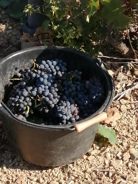 Domaine des Treilles