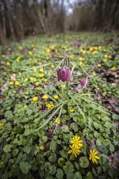 Réserve Naturelle Nationale du Haut Rhône français - Balcons du Dauphiné - Isère