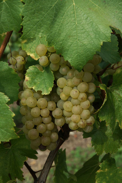 Maison Angelot à Marignieu
