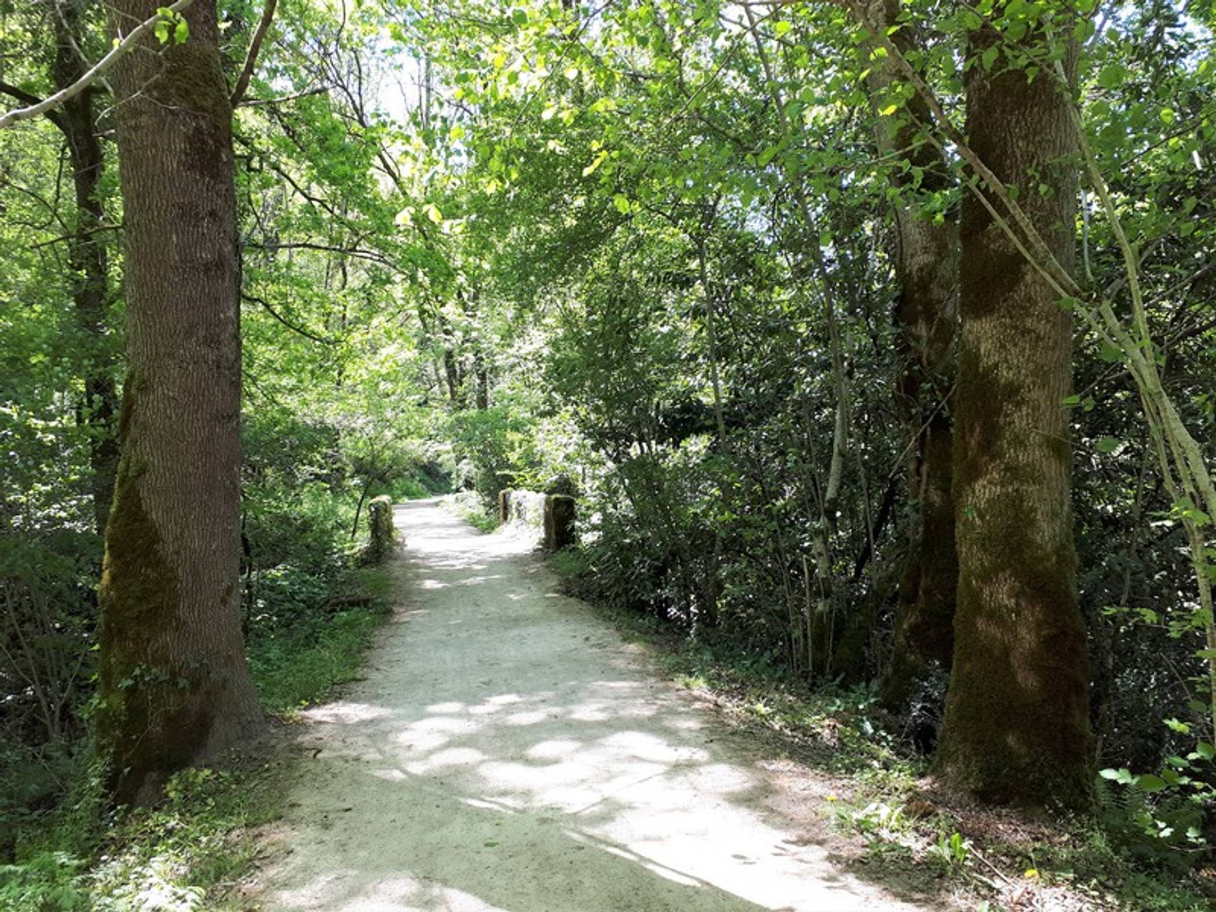 petit-pont-en-sous-bois-bxkwi04oq5te-vfdvymkjuzmw